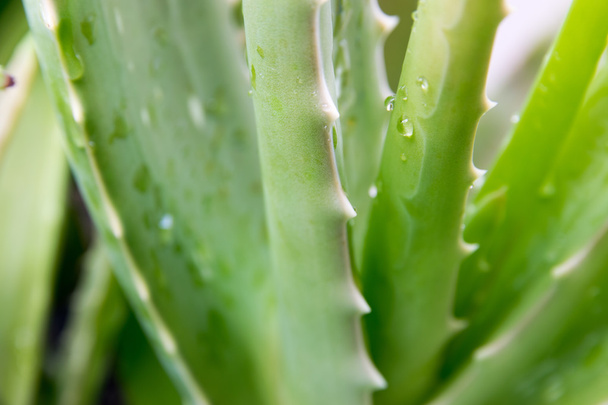 Aloe vera - Valokuva, kuva