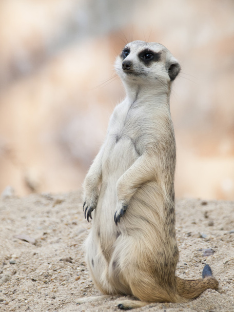 Meerkat (Surikate) - Foto, Bild