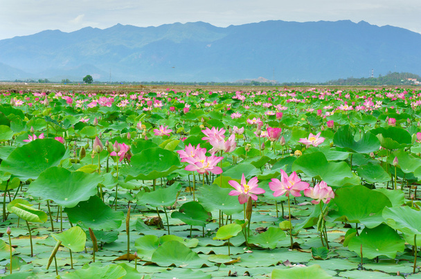 Vietnam flower, lotus flower, lotus pond - Φωτογραφία, εικόνα