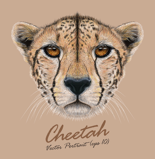 Cheetah animal cute face. Vector African wild fast cat head portrait. Realistic fur portrait of cheetah isolated on beige background. - Vector, Image