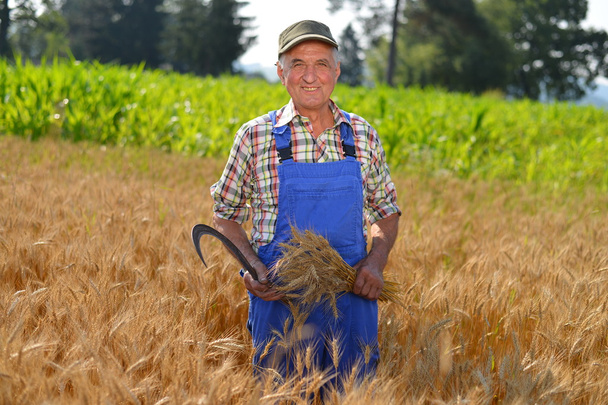 Agriculteur biologique travaillant dans un champ de blé et regardant la culture
 - Photo, image