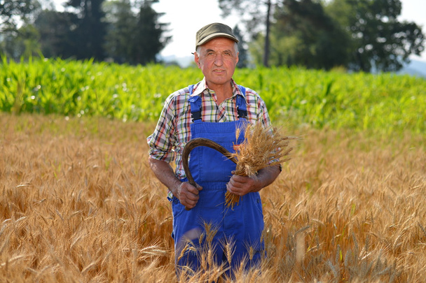 Agricultor ecológico trabajando en un campo de trigo y mirando el cultivo
 - Foto, imagen