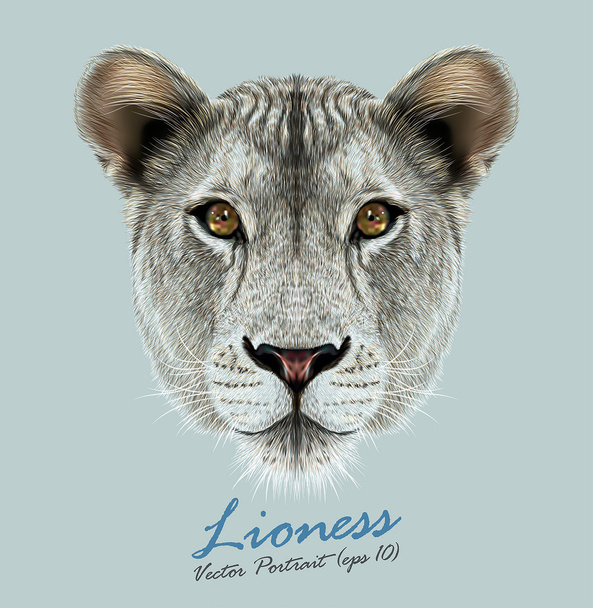 Naarasleijona eläinten söpö kasvot. Vektori Afrikkalainen villi leijona kissa pään muotokuva. Realistinen turkismuotokuva sinisellä pohjalla eristetystä naarasleijonasta
. - Vektori, kuva