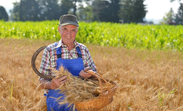 Luonnonmukainen maanviljelijä työskentelee vehnäpellolla ja tarkastellaan sadon
 - Valokuva, kuva