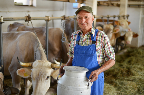 Agricultor está trabajando en la granja orgánica con vacas lecheras
 - Foto, Imagen
