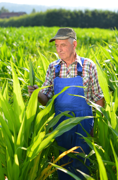 Органический фермер смотрит на кукурузу в поле
. - Фото, изображение