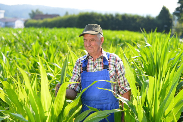 Органічний фермер, дивлячись на солодку кукурудзу в полі
. - Фото, зображення