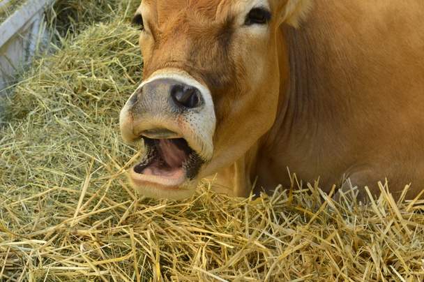 корова в яслах
 - Фото, зображення