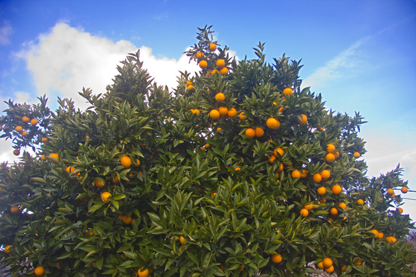 pomeranče na stromě - Fotografie, Obrázek