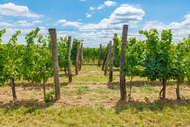Blauer Portugeiser and Blaufrankisch grapes in vineyard - 写真・画像