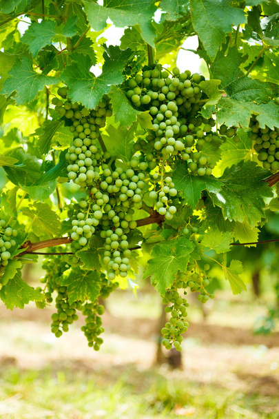 Zöld Blauer Portugeiser szőlő klaszterek - Fotó, kép