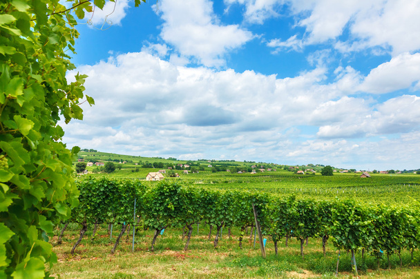 Wijngaarden in Villany (Hongarije), zomer van 2015 - Foto, afbeelding