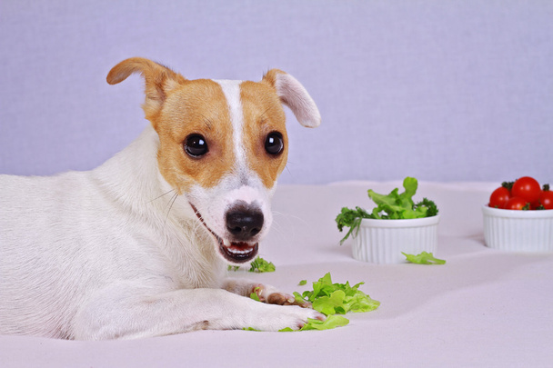 Jack Russell teriér jíst salát, veganství. Vegetariánské, veganské pes - Fotografie, Obrázek