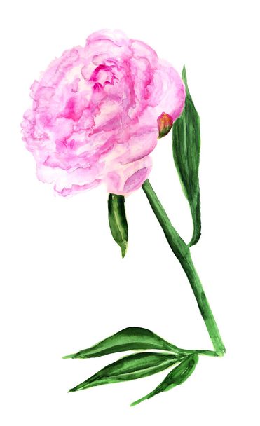 Peonia rosa
 - Foto, immagini