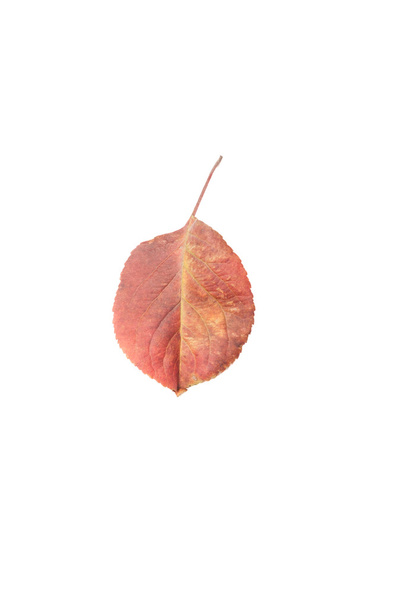Один осенний или осенний красный лист
 - Фото, изображение