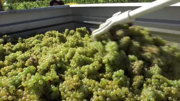 distribución de uvas blancas en el remolque
 - Imágenes, Vídeo