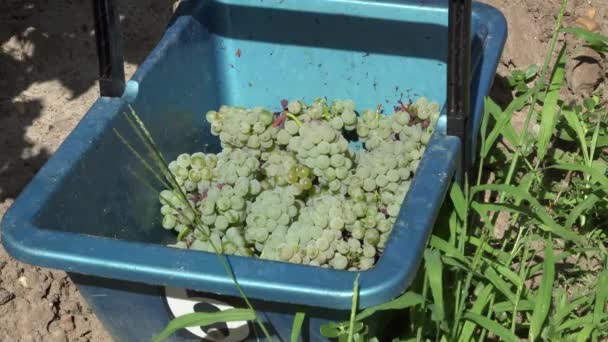 les raisins blancs sont déposés dans un panier
 - Séquence, vidéo