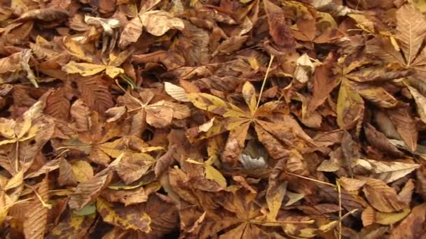 秋の葉のカーペット - 映像、動画