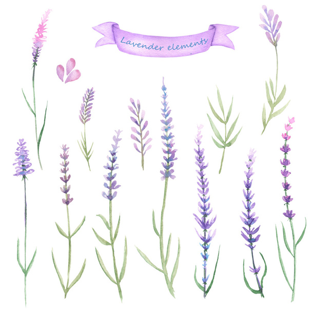 Watercolor set of lavender elements - Photo, Image