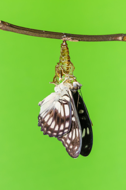 Black-veined butterfly emerging from pupal - Photo, Image