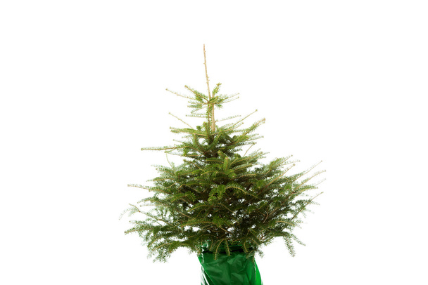 απλή χριστουγεννιάτικο δέντρο - Φωτογραφία, εικόνα