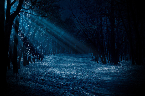 Night forest - Zdjęcie, obraz