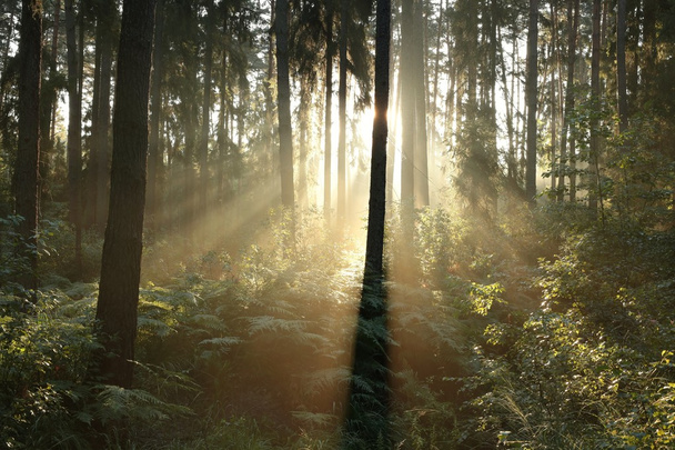 mistige naaldhout bos bij dageraad - Foto, afbeelding