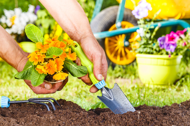 man hands planting a yellow flowers plant  - Photo, Image