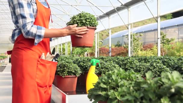 vrouw aan het werk in broeikasgassen met spray, zorg planten aan groei - Video