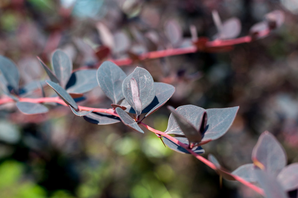 Barberry branch - Photo, Image