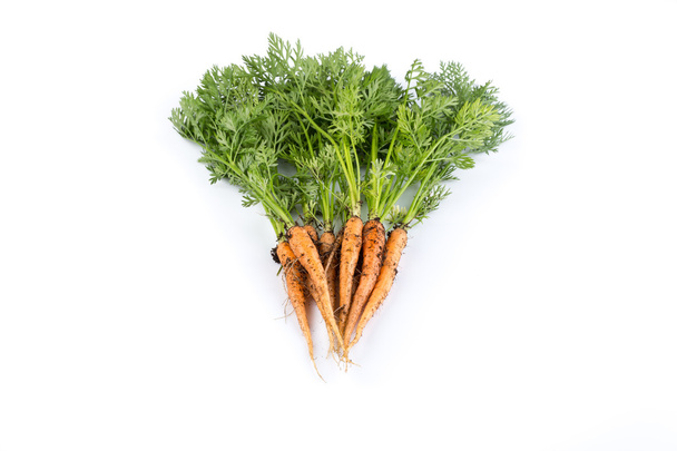 freshly picked carrots - Fotografie, Obrázek