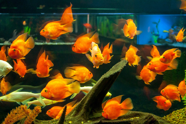 Gold Fishes - Photo, Image
