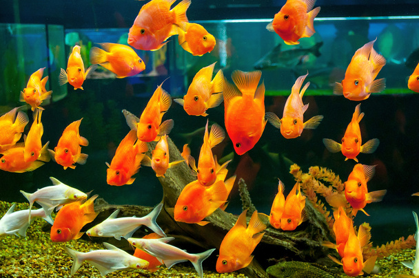 Gold Fishes - Photo, Image