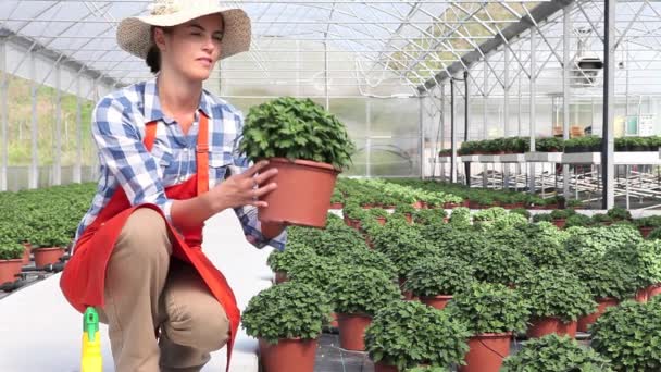 Frau bei der Arbeit im Gewächshaus mit Spray, Pflanzen pflegen, um zu wachsen - Filmmaterial, Video