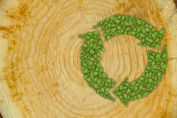 Cross section of tree trunk with green plant recycle symbol - Fotoğraf, Görsel
