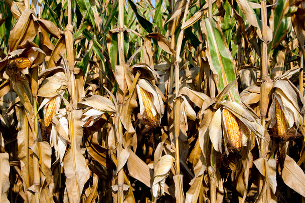 corn on the cob - 写真・画像