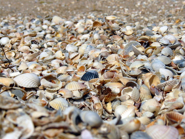 Beach shell - Foto, Bild