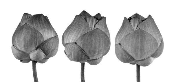 siyah beyaz beyaz zemin üzerine izole Lotus çiçeği - Fotoğraf, Görsel