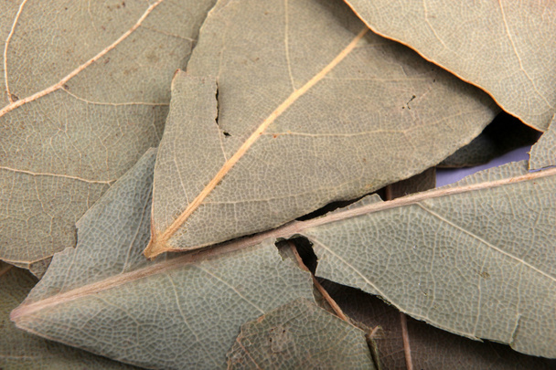 bobkový list - Fotografie, Obrázek