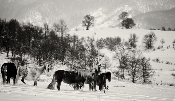Musta ja valkoinen talvi maisema - Valokuva, kuva