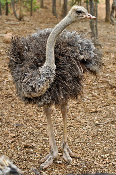 ostrich - Foto, Bild