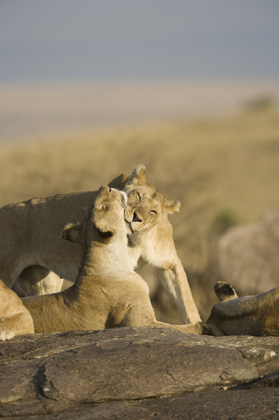 Orgulho do leão na Masai Mara - Quênia
 - Foto, Imagem