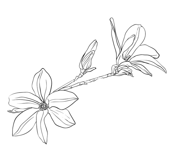Manolya çiçek - Vektör, Görsel