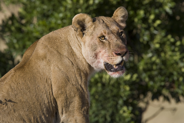 masai mara batımında lionesses yaklaşımlar - Fotoğraf, Görsel