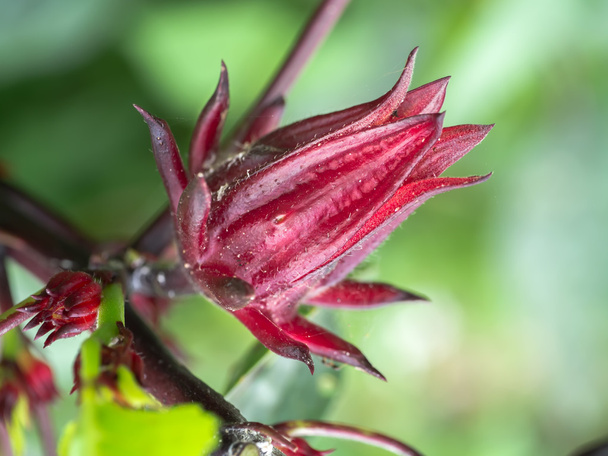 Hibiscus sabdariffa tai ruusukaali
 - Valokuva, kuva