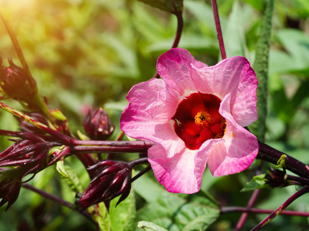 Hibiscus sabdariffa vagy roselle gyümölcsök virág - Fotó, kép
