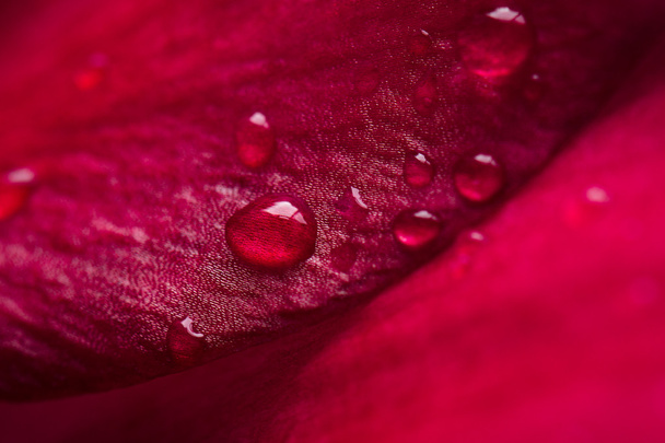 red rose - 写真・画像