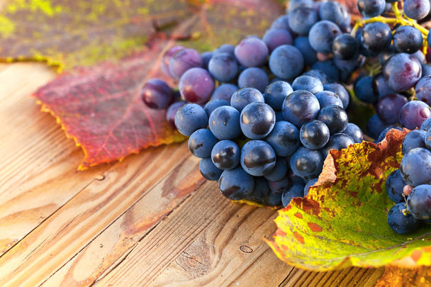 kék szőlő - Fotó, kép