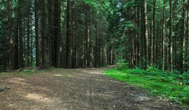 pine forest  - Fotoğraf, Görsel