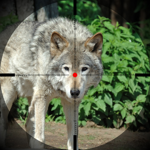 wilk w lesie - Zdjęcie, obraz